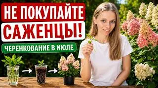 A NEW BUSH from just ONE cutting! What to propagate in June-July and how to keep your cuttings alive