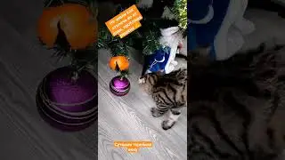 не знали что и делать
