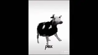 Какой ты мем по знаку зодиака