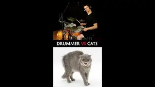 Drummer VS Cats #shorts