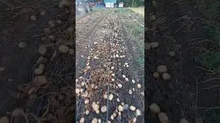 копаем картофель