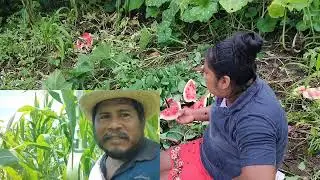 😔para nosotros los campesinos este es el verdadero dia del maiz🌽