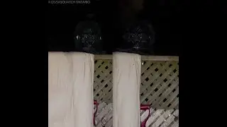 The Clearest Sasquatch Face Photos Known (CONTACT)