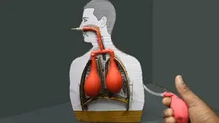 நுரையீரல் working model | school science project | how to make lungs working model | DCT
