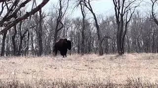 Jim River Guide Service TROPHY BULL BISON