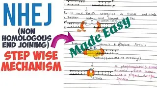 NHEJ (Non Homologous End Joining)||Mechanism, Proteins involved #molecular_biology #made easy 🤩