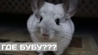 КУДА ПРОПАЛА БУБУ???СБЕЖАЛА???