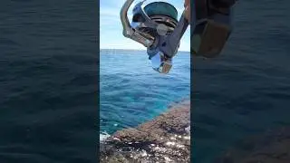 Dorada peleona