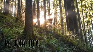 Звуки води, Природи,  Спів птахів, для релаксації, - Aurora Rochez - Relaxing Ambient Soundscapes