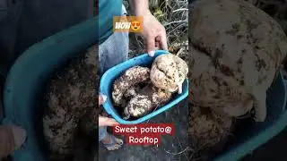 Sweet potato @5 months in cement sacks