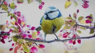 Musica para Relaxamento - Sons de Pássaros na Natureza