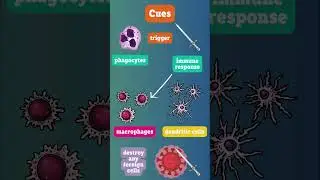 How does the immune system work?