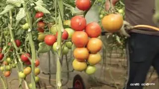 Desinfección de suelos agrícolas con ozono de Agrozono