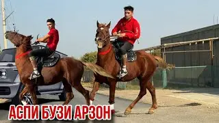 Cheyron Kashka horse goat cheap October 18, 2025.