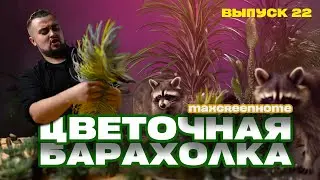 Цветочная #барахолкаmgh #растенияказань Растения в Казани! Выпуск 22