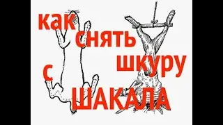 Как снять шкуру с шакала, волка, енотовидной собаки