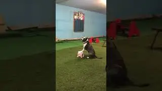 Прилежный ученик