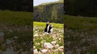 wait for the reveal. 🎥 by Grace Elliott #puffins #birds #wildlife #skomer
