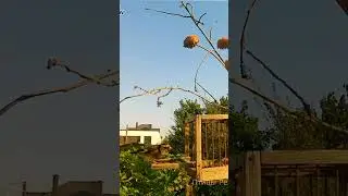 ЩЕГОЛ. GOLDFINCH. الحسون. Jilguero. Cardellino. 🔔