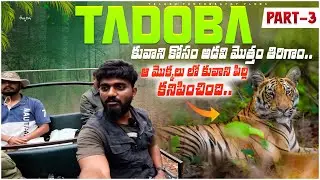 టైగర్ కువాని కోసం అడవి మోతం తిరిగం | TELUGU PGOTOGRAPHY VLOGS | FIEW FINDER SNAP | #tadoba #telugu