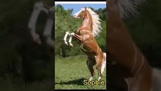il tuo cavallo in base al tuo nome pt. 2