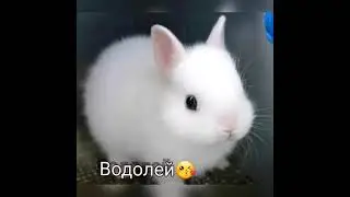 твой зайчик по знаку зодиака 🐰🐇