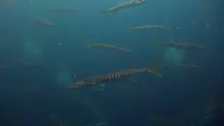 Every Dive Is A Memory at Sail Rock Underwater video