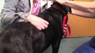 Woof Woof!: Pets and antibiotics