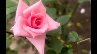 Роза Незнакомка