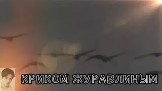 ФАН - ВИДЕО 