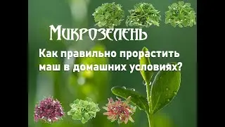 КАК ВЫРАСТИТЬ СЬЕДОБНУЮ МИКРОЗЕЛЕНЬ МАШ ДОМА ЗА 5 ДНЕЙ