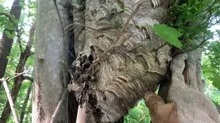 Baldfaced Hornet Nest By Walkway Relocated