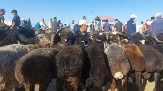 АРАБИ КУЙ КУЗИ КУЧКОР НАРХЛАРИ КАРШИ КАРВОН МОЛ БОЗОРИДА