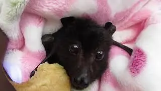 Miss Tiffany's banana bliss