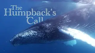 Humpback Whales Silver Bank 2022
