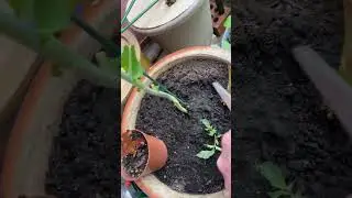 Dad shows the most amount you can grow in a veranda