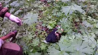 Сбор чаги.Новый вид заработка.