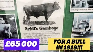 Success at the Autumn Cattle show!🥇Find out what we feed our cows 🌾- Bull sells for £65000 in 1959 😮