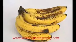 Bananas Ripening Time Lapse