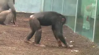 Giant Tortoise mating  Chimpanzee Seppi   Willi and Toni Silver Gibbon Munich Zo