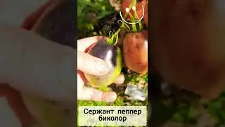 ТОМАТ Сержант пеппер биколор! Очень вкусный и красивый!