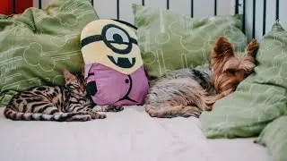 #84😺CATS&DOGS🐶.                              FUNNY CUTE VIDEO 🐾