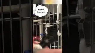 Shelter kitties need attention! #cat #kitty #animalshelter #volunteer #streamer #cute