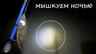 Сихотэ-Алинь, Золотая Осень на реке; Шопен; кот, мышь и ночь