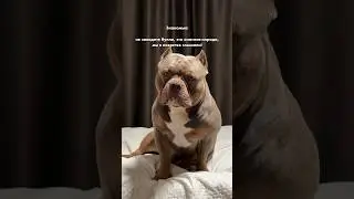 Такой разный и такой любимый наш Зевс 🐶