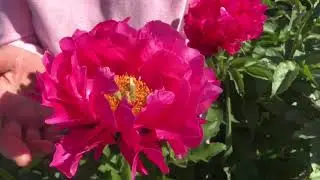 Paula Fay peony. Pulkovo Garden