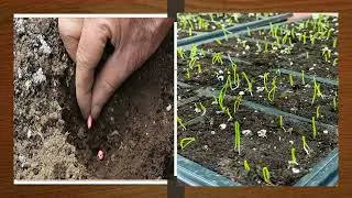 Onion