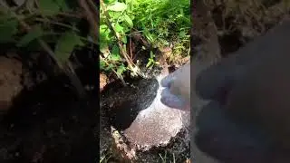 ОСОБЕННОСТИ ПОСАДКИ ЖИМОЛОСТИ