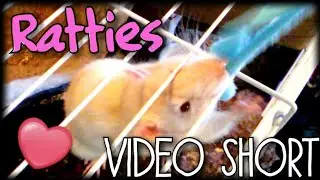 Pet Rats - Video Short