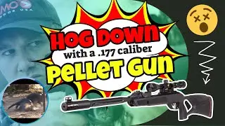 Pigman Shoots Pig in Brain with Gamo Air Rifle!!